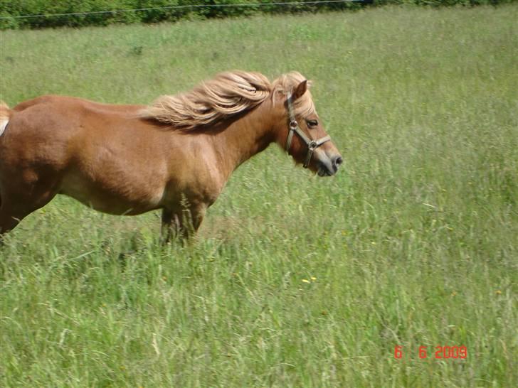Shetlænder Freja solgt billede 11