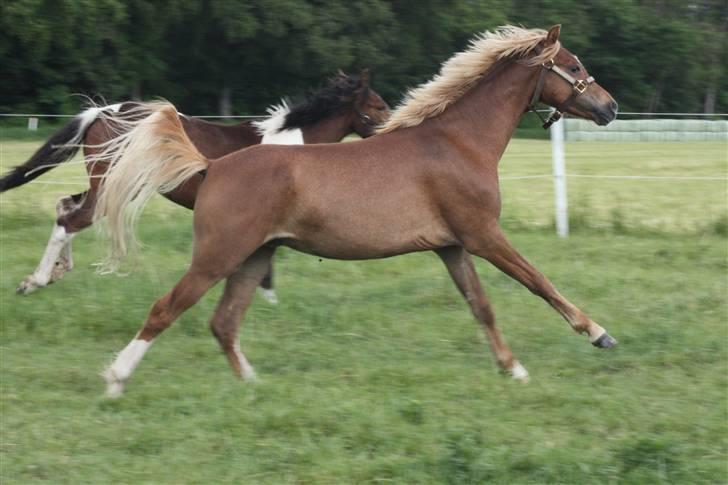 Welsh Pony af Cob-type (sec C) Scotty billede 7