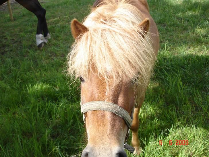 Shetlænder Freja solgt billede 12