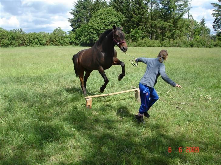 Traver Drau leber  R.I.P  - sommer 2009 billede 7