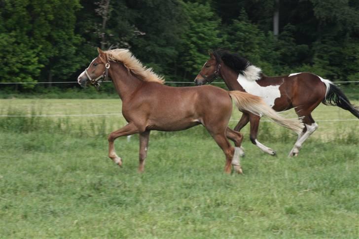 Welsh Pony af Cob-type (sec C) Scotty billede 8