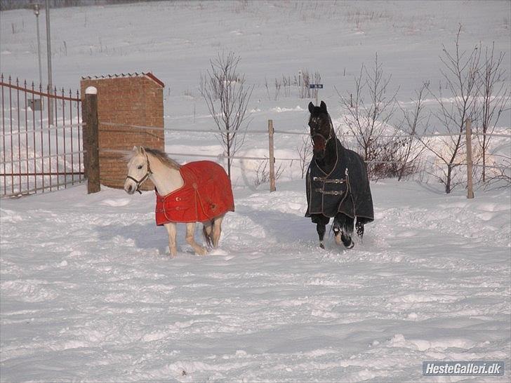 Traver Drau leber  R.I.P  - vinter 2010 taget af Marikka godskesen billede 10