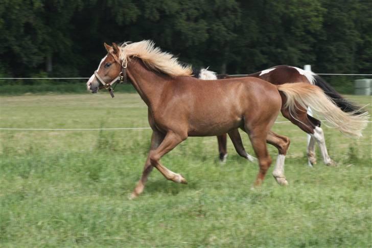 Welsh Pony af Cob-type (sec C) Scotty billede 9