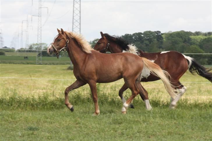 Welsh Pony af Cob-type (sec C) Scotty billede 10