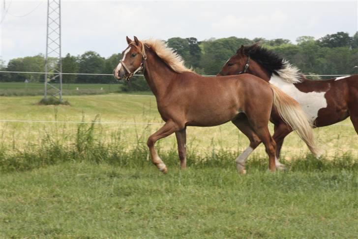 Welsh Pony af Cob-type (sec C) Scotty billede 11