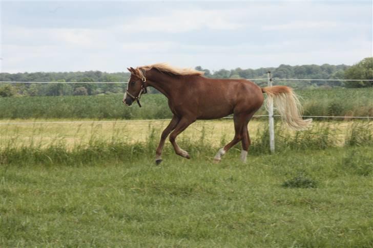 Welsh Pony af Cob-type (sec C) Scotty billede 13