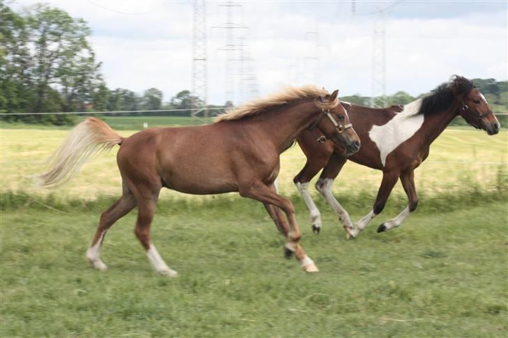 Welsh Pony af Cob-type (sec C) Scotty billede 14