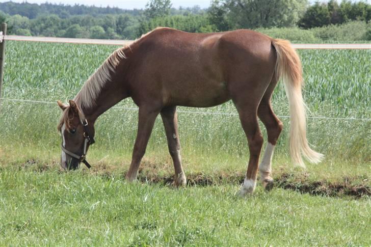 Welsh Pony af Cob-type (sec C) Scotty billede 16