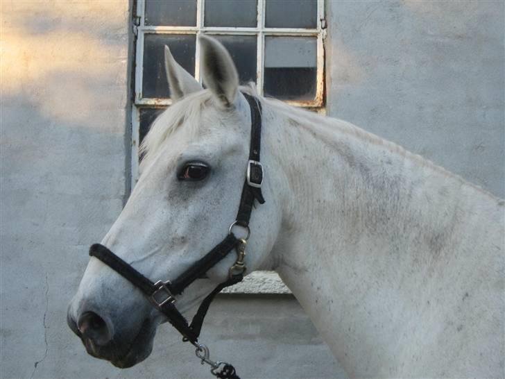 Anden særlig race Queenie* R.I.P.* billede 1