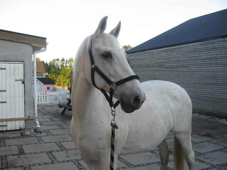 Anden særlig race Queenie* R.I.P.* billede 2