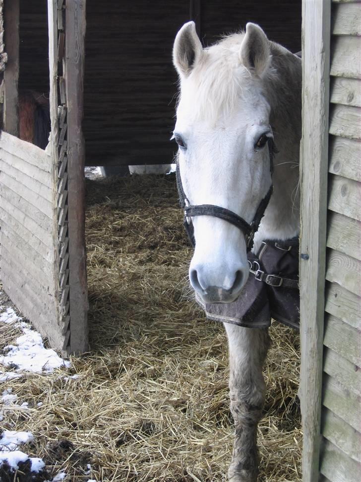 Anden særlig race Queenie* R.I.P.* billede 3