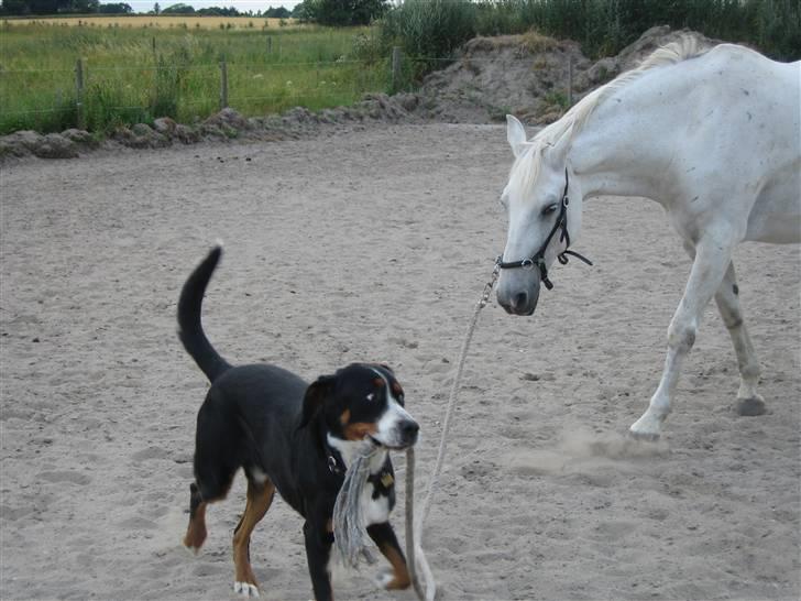 Anden særlig race Queenie* R.I.P.* billede 4