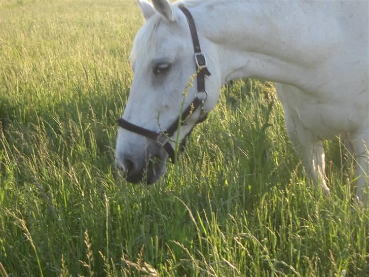 Anden særlig race Queenie* R.I.P.* billede 5