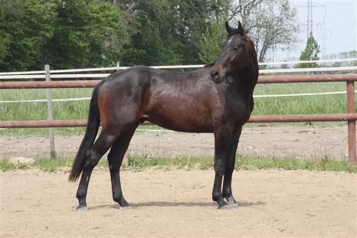 Hannoveraner Wolkenwaltz billede 12