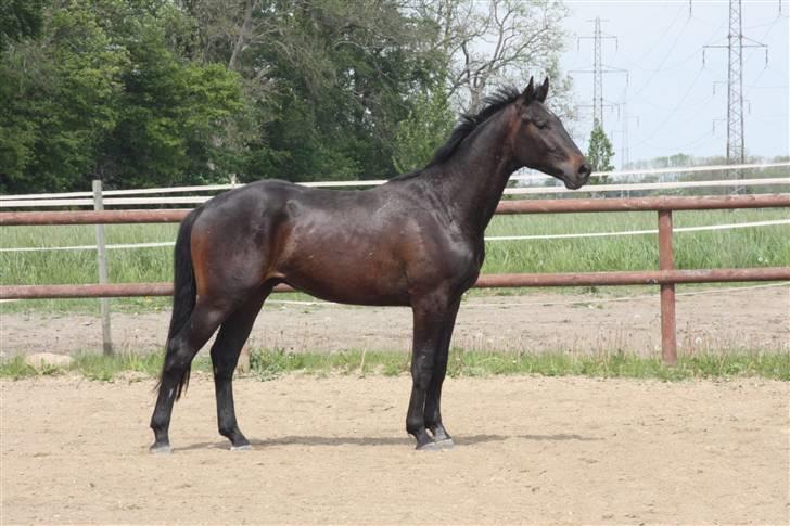 Hannoveraner Wolkenwaltz billede 13