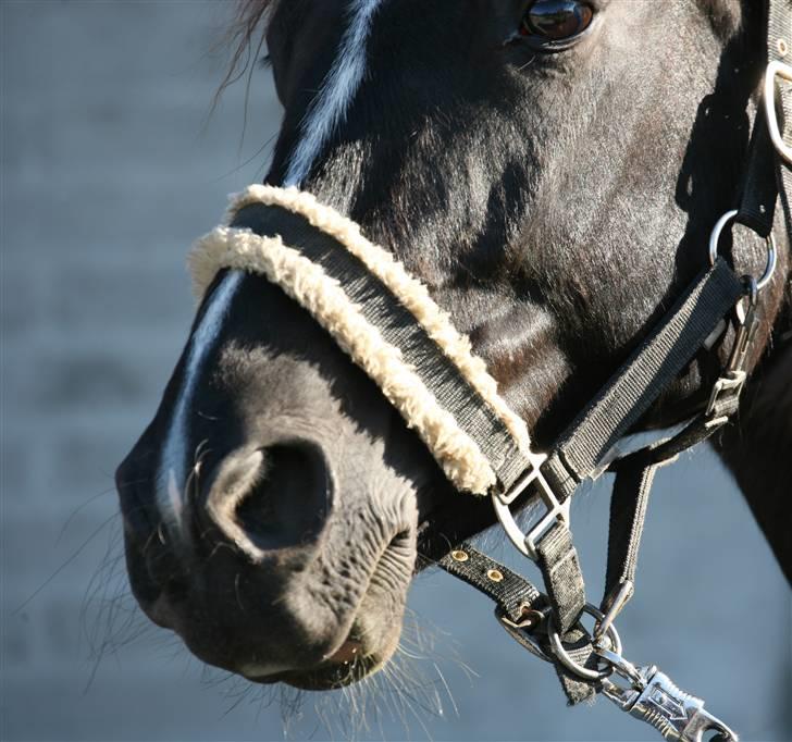 Anden særlig race Noir Rêver - 23.05.09 billede 15