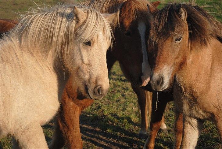 Islænder Fála fra Kirkeskovgård - Muddi og Fála<3 Dejligt billede! billede 3