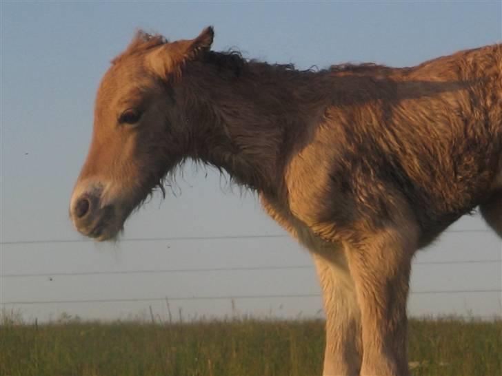Islænder Fála fra Kirkeskovgård - <3 billede 4