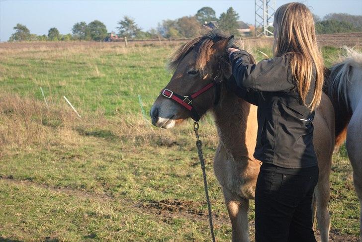Islænder Fála fra Kirkeskovgård - Jeg og Fála. Oktober 2010. billede 5