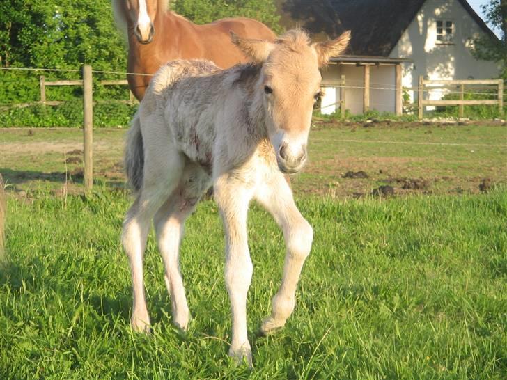Islænder Fála fra Kirkeskovgård billede 6