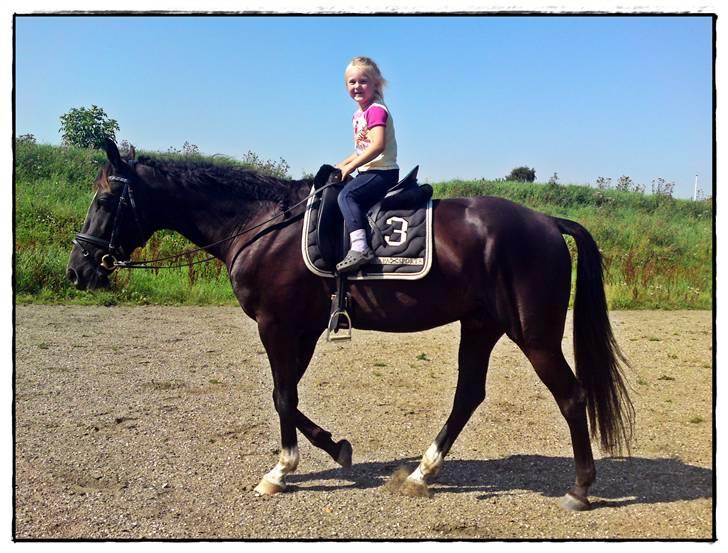 Anden særlig race Noir Rêver - 20.08.09 - Min datter på 5 år kan skridte på Noir, selvom vi kun har redet ham i knap 3 mdr. =) billede 17