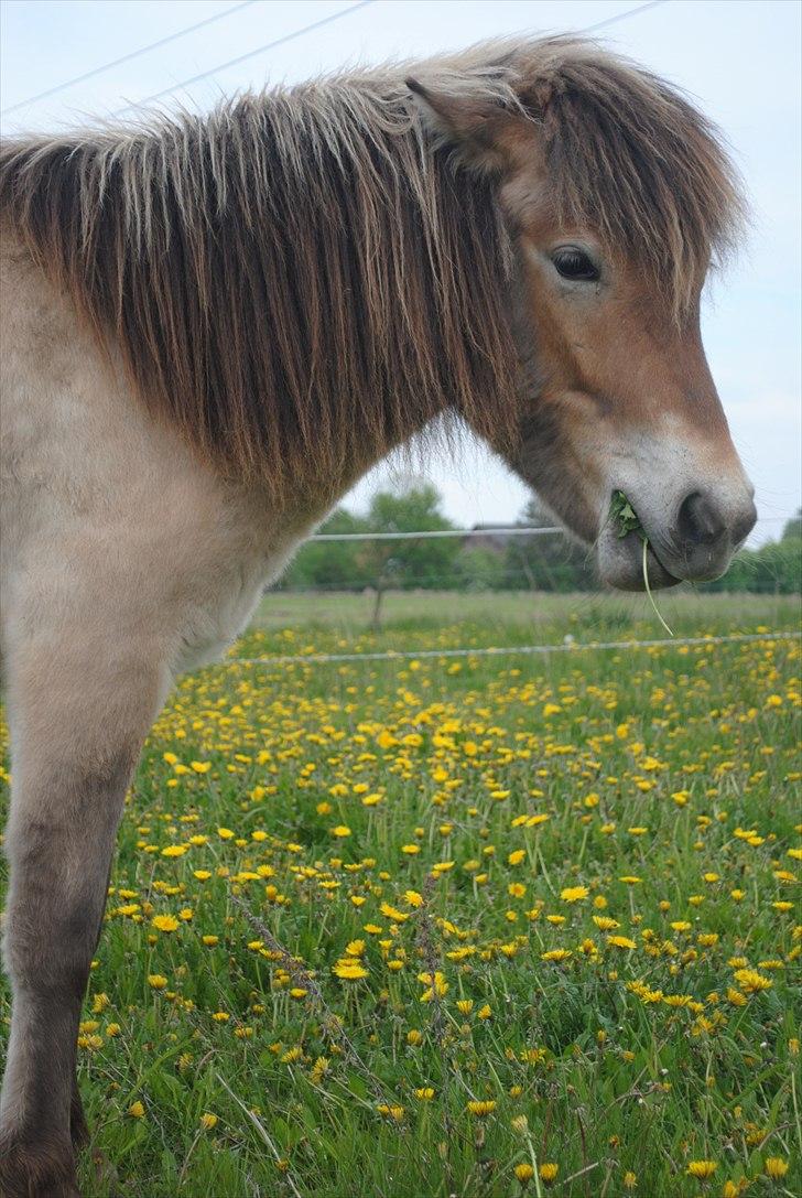 Islænder Fála fra Kirkeskovgård - Smukke Faul <3 Maj 2011 - Foto: Mig billede 8