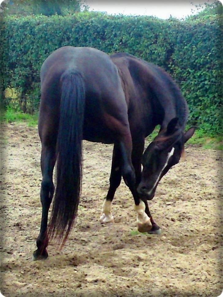 Anden særlig race Noir Rêver - 09.08.09 - "....det kløer..."   XD billede 18