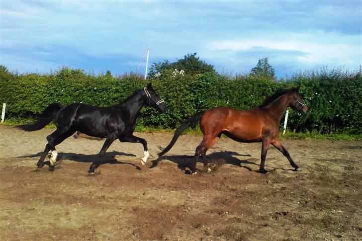 Anden særlig race Noir Rêver - 04.06.09 billede 19