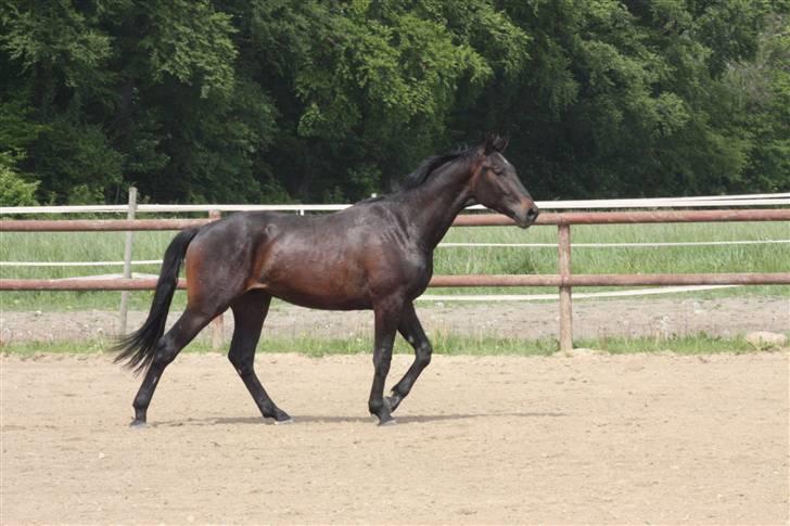 Hannoveraner Wolkenwaltz billede 14