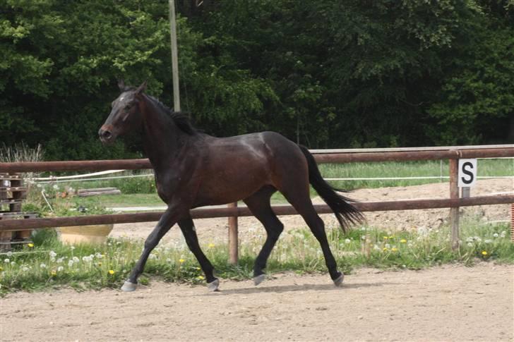 Hannoveraner Wolkenwaltz billede 15