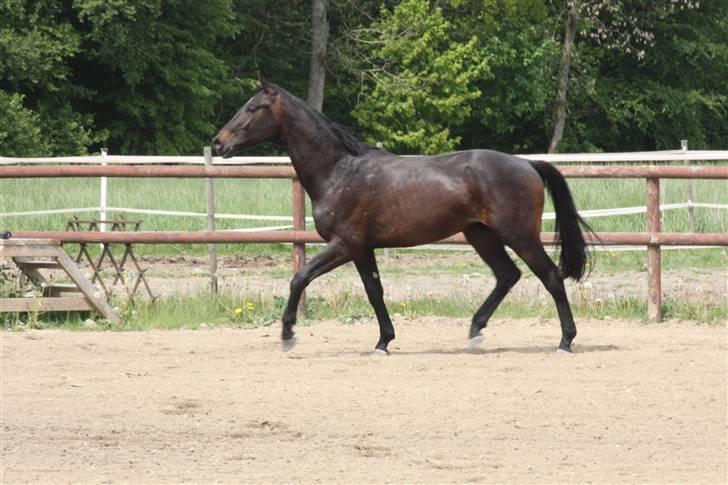 Hannoveraner Wolkenwaltz billede 16