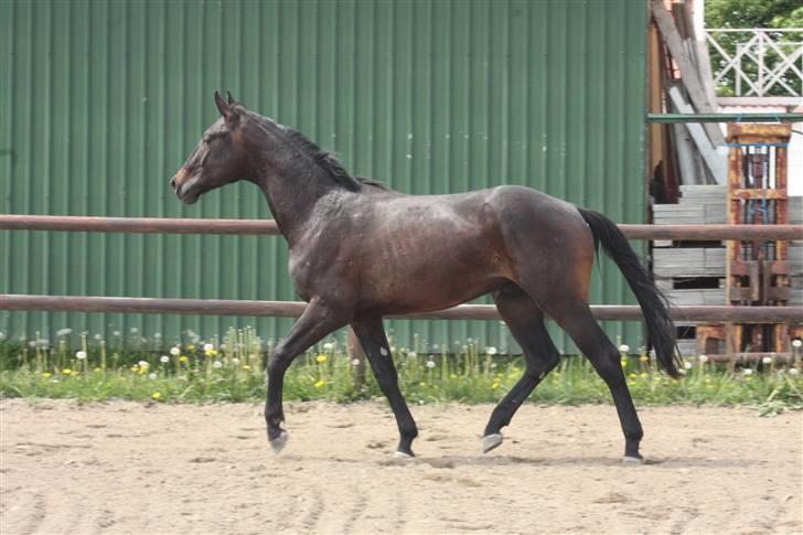 Hannoveraner Wolkenwaltz billede 17