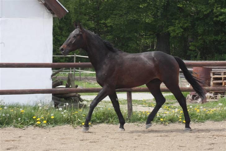 Hannoveraner Wolkenwaltz billede 18