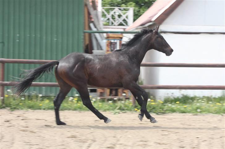 Hannoveraner Wolkenwaltz billede 19