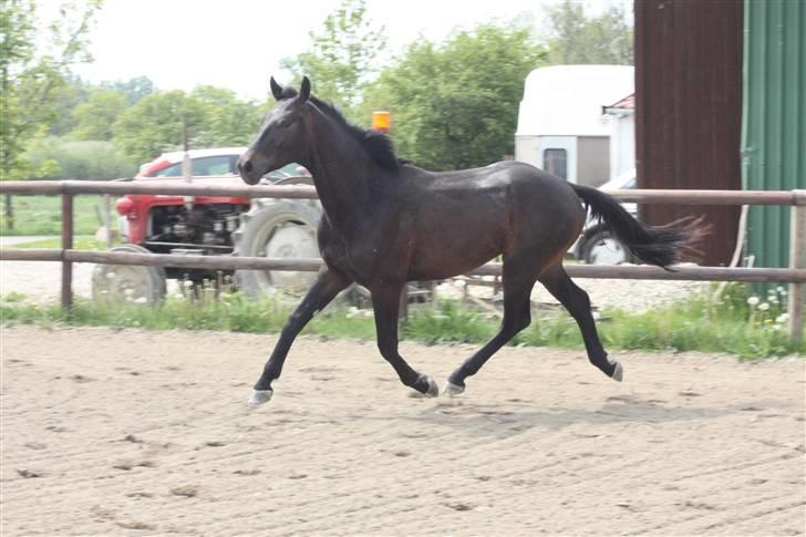 Hannoveraner Wolkenwaltz billede 20