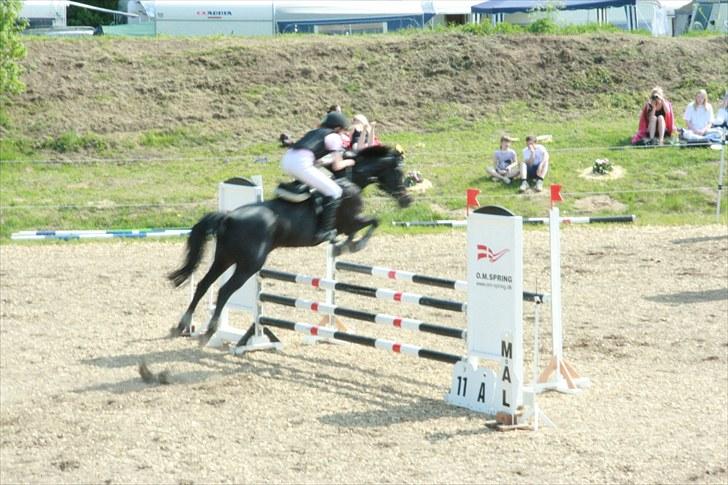 Tysk Sportspony Oleander  - en lb eller la, i Åbenrå :D mesterfoto: dinna joensen billede 16