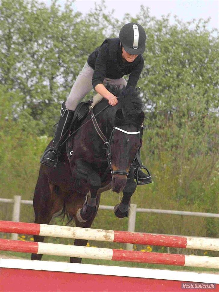 Tysk Sportspony Oleander  - Sprintræning (; syntes han var lidt sød der på (-: mesterfoto: kathrine bruun billede 17