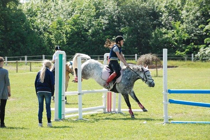 Welsh Pony (sec B) Gipsy | solgt | - min spring pony. :-) foto : pernille :) billede 15