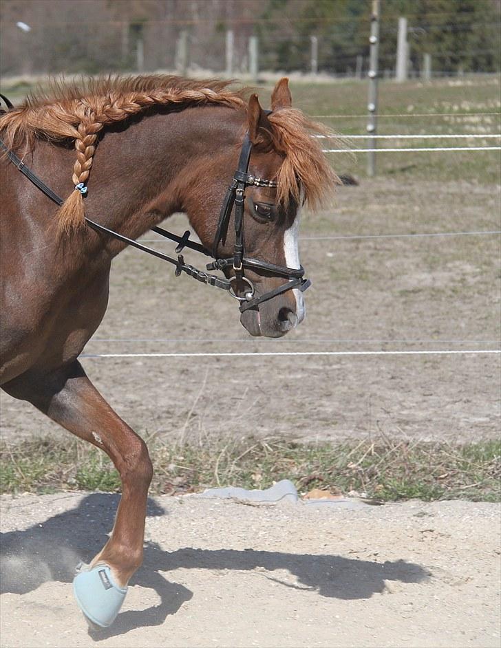 Welsh Partbred (Sec F)               Patricia - 16/4 2010 billede 16