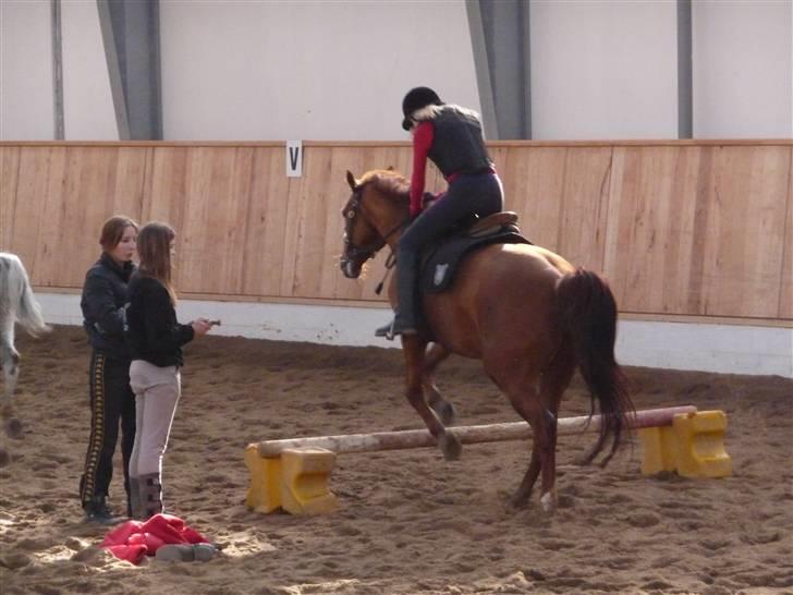 Anden særlig race Rosa (Mit savn!) - En af de første gang jeg sprang på hende - savner de tider billede 2