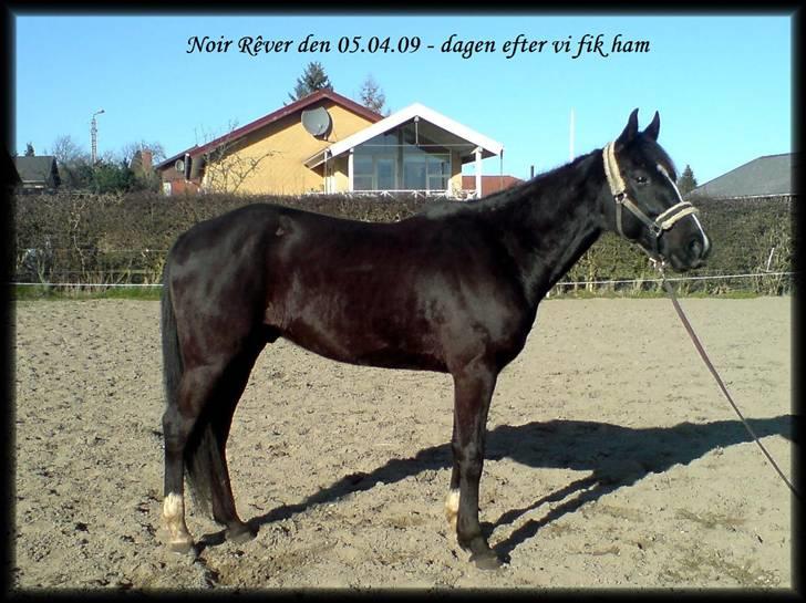 Anden særlig race Noir Rêver - Sådan så Noir ud, da vi fik ham - så man kan se hans udvikling!!! billede 20