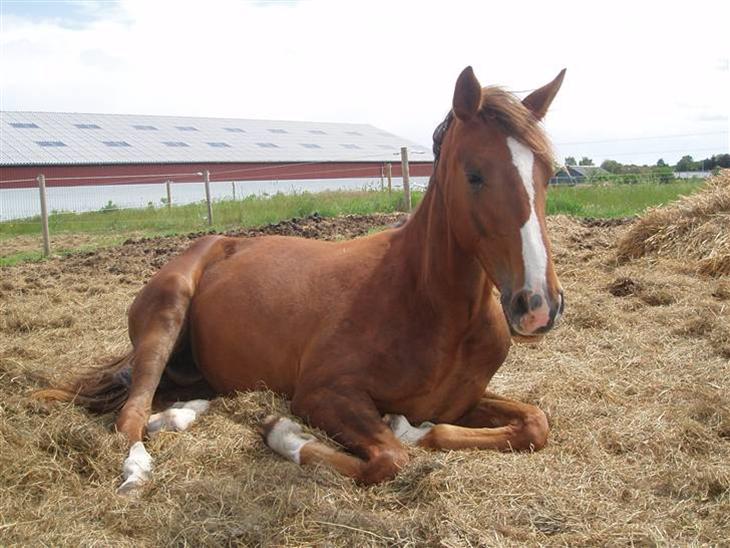 {{currentPhoto.altText}} billede {{currentPhoto.number}}