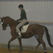 Dansk Varmblod Maiboms Bellamie