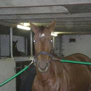 Dansk Varmblod Maiboms Bellamie