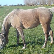 Arabisk fuldblod (OX) Chelima (Taya) SOLGT