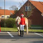 Haflinger Cody