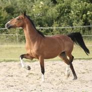 Hackney Margie *solgt*