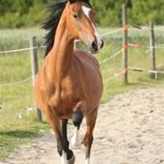 Hackney Margie *solgt*