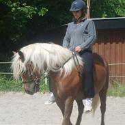 Haflinger aqua