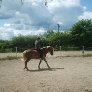 Haflinger aqua